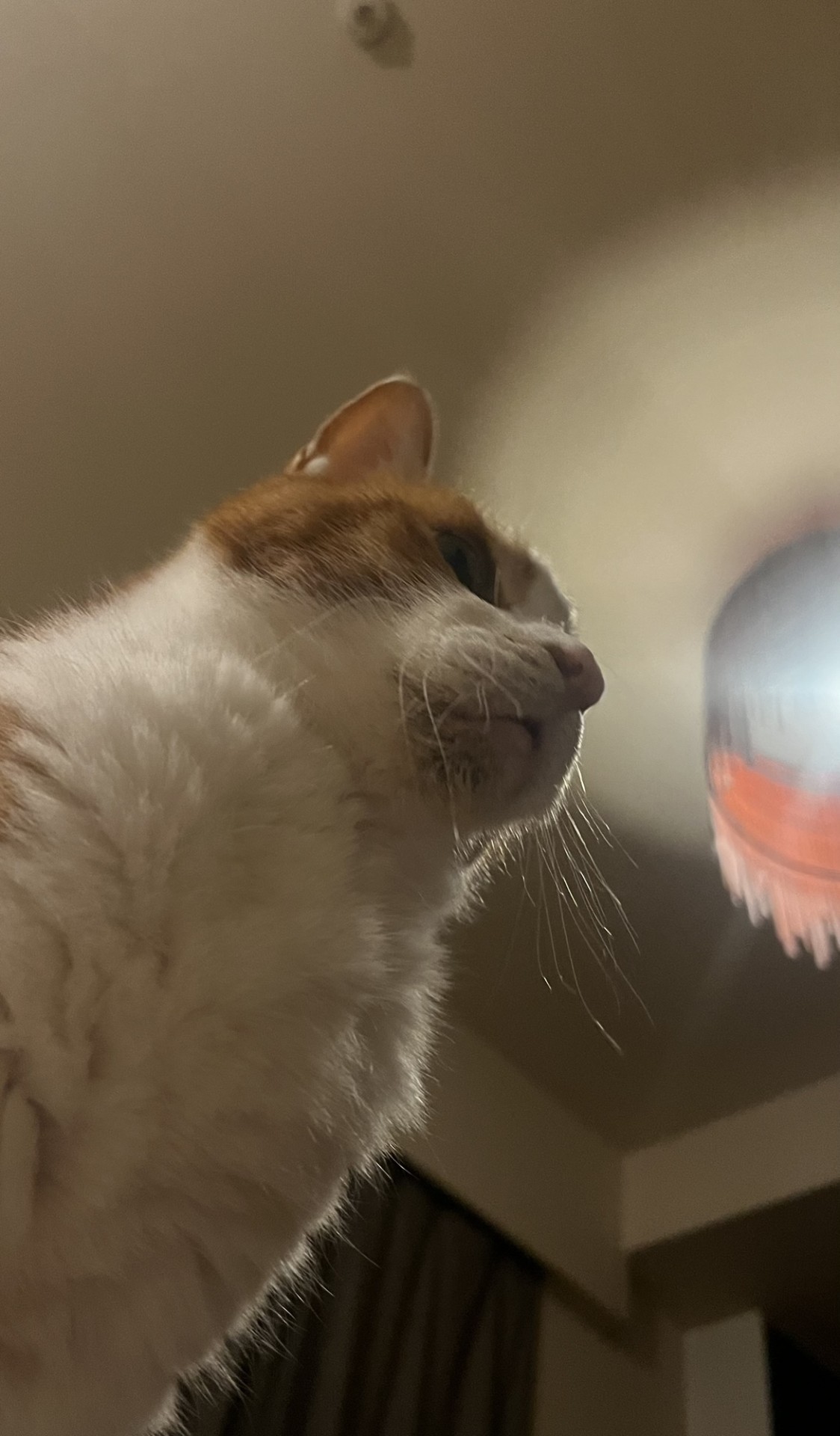 凛