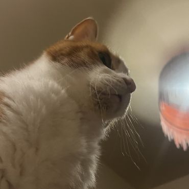 凛