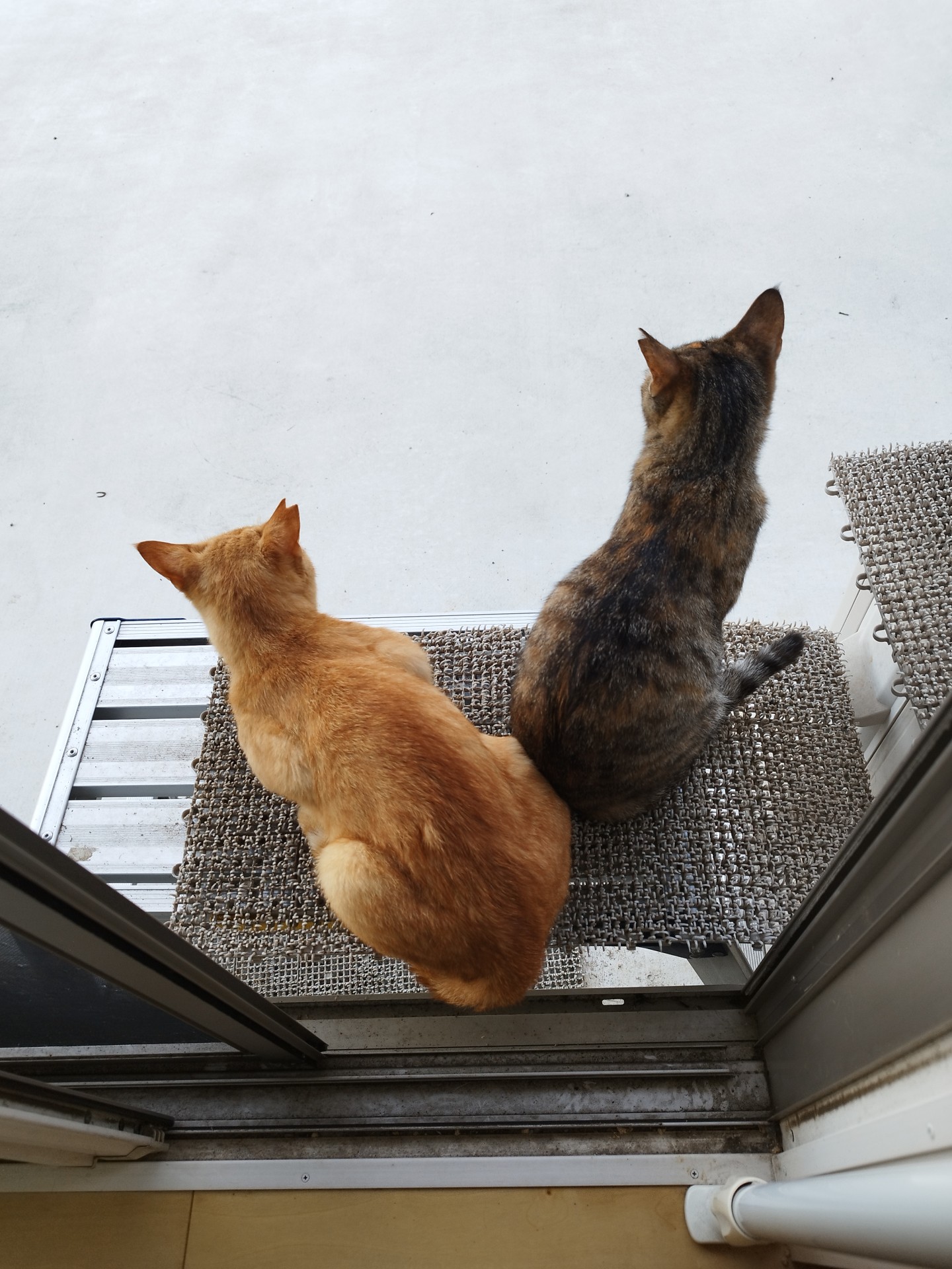 ニャルソック♪私たちが守ります!!