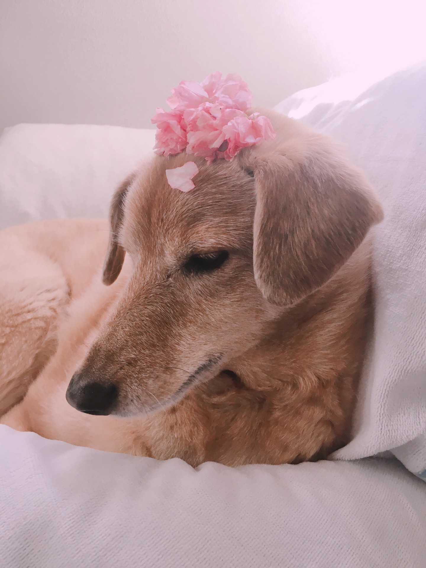 おうちに来た日も桜が咲いてたね