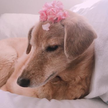 おうちに来た日も桜が咲いてたね