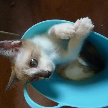 お気に入りのバケツ