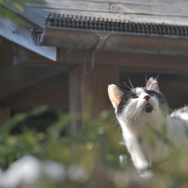 神社で暮らす