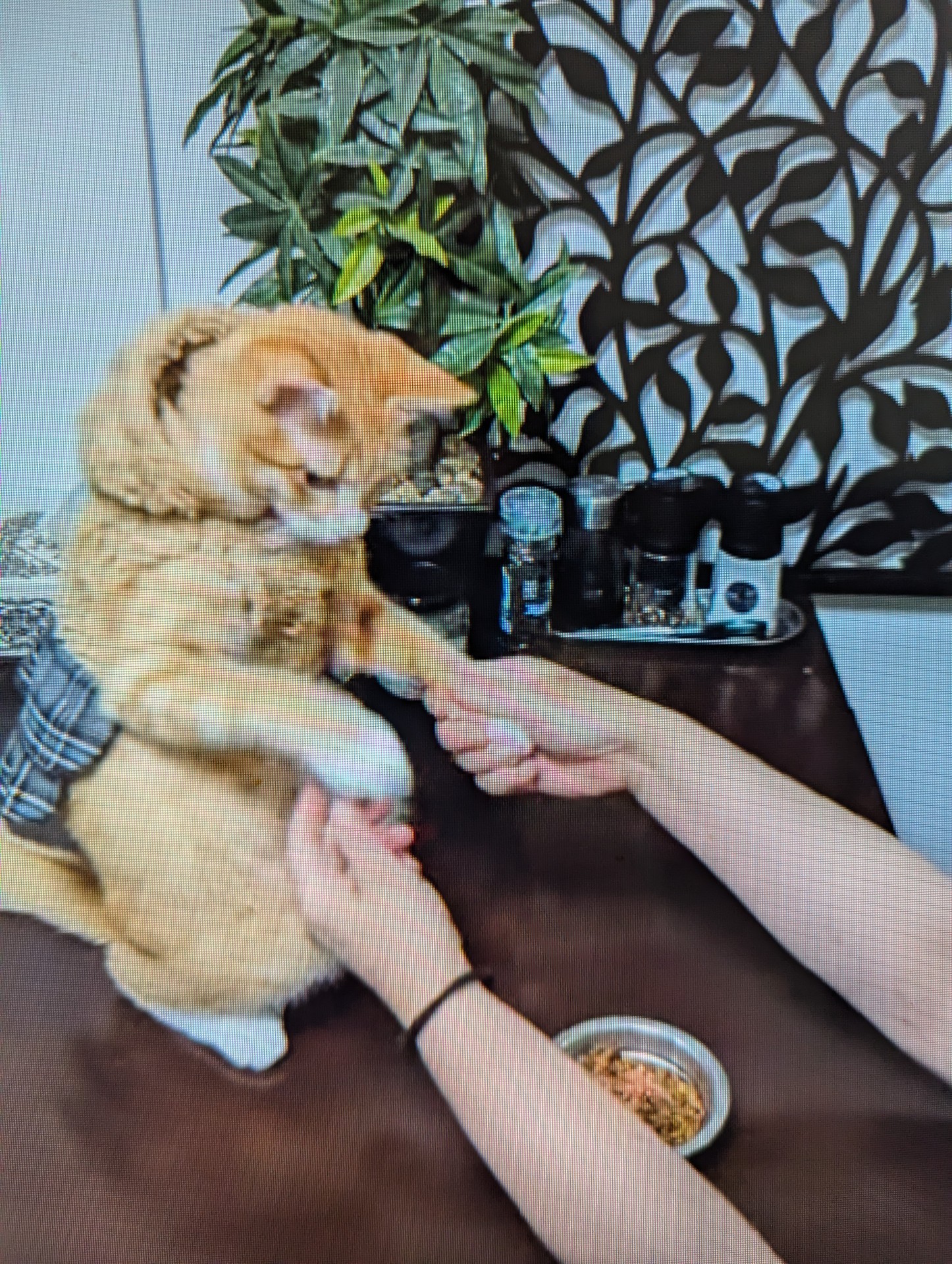 どうぶつ基金　猫だけど、僕もお兄ちゃんと同じように、おあずけ、お手、おかわり、チンチンできるよ♪