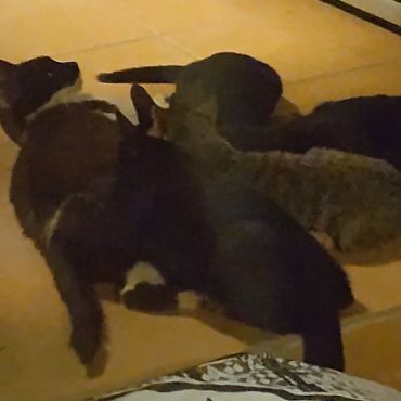 いのちつないだ！
