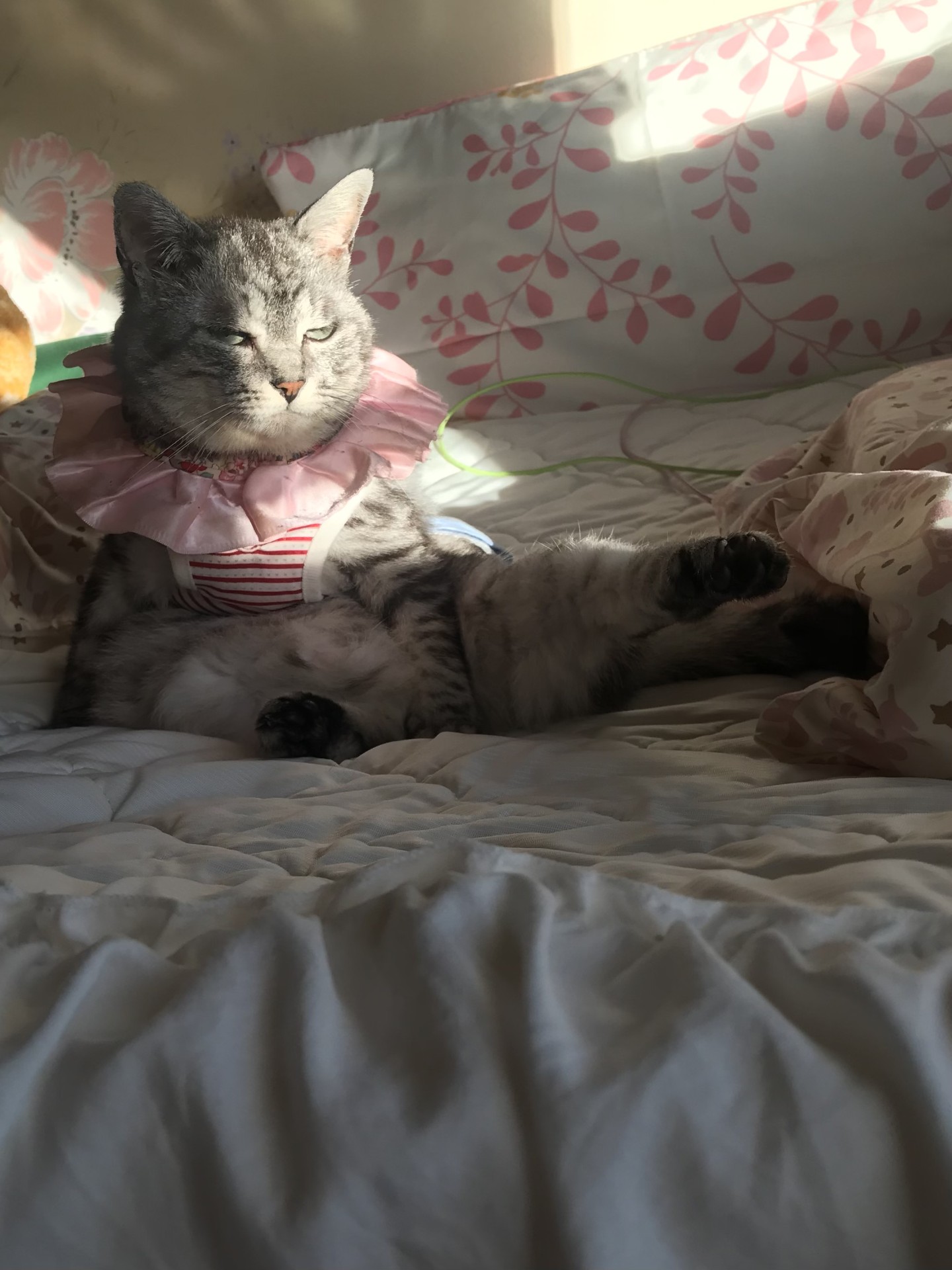 我が家のお姫様さま
