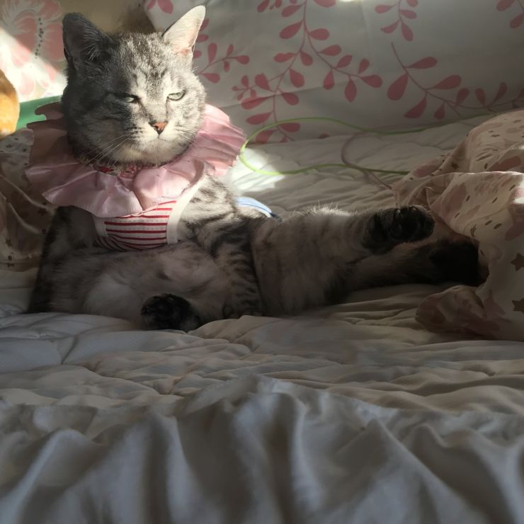 我が家のお姫様さま