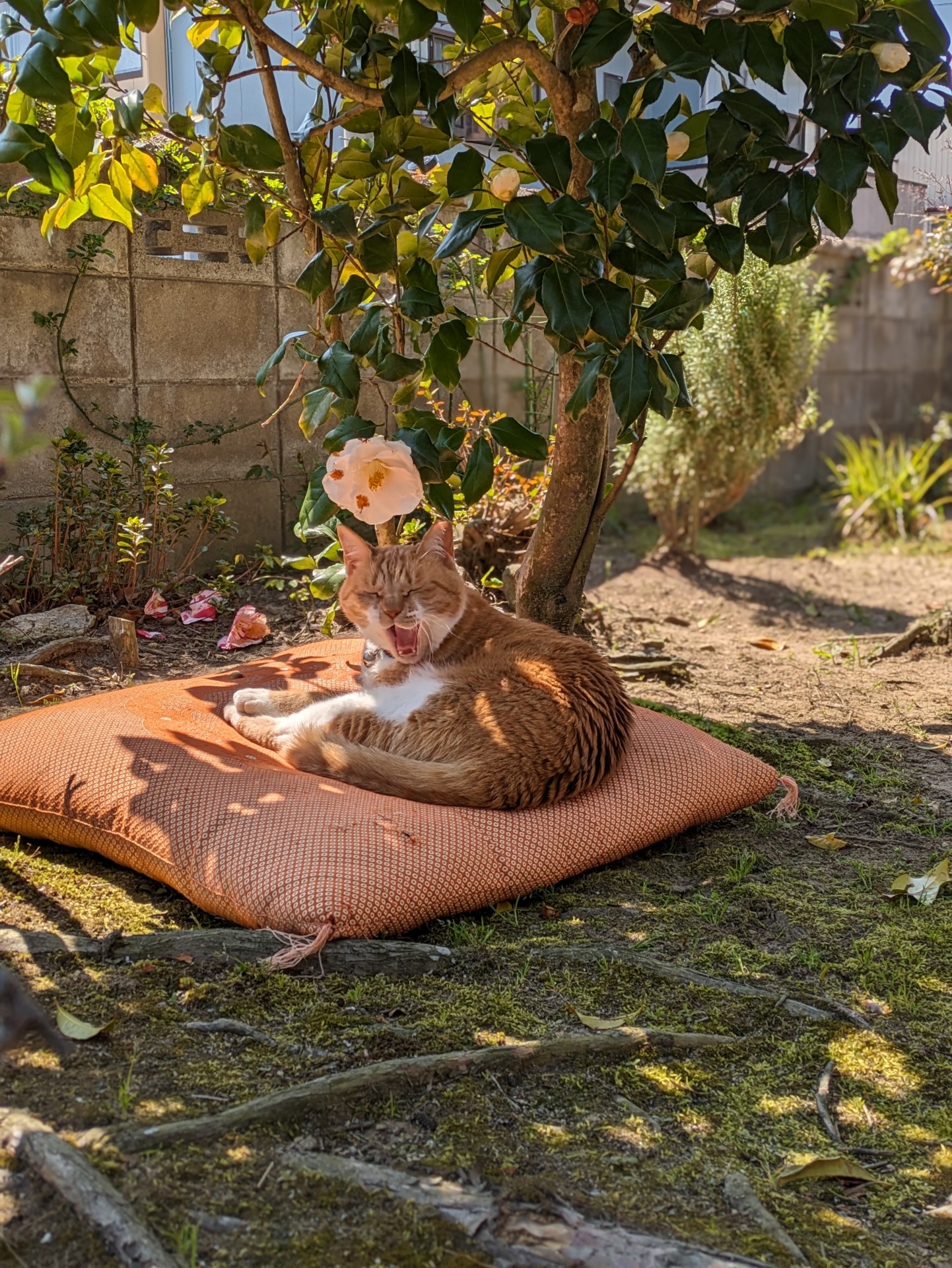 あ〜眠くなったニャ～