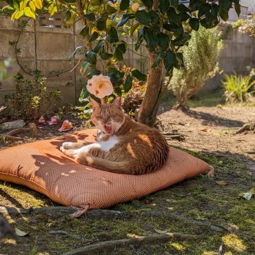 あ〜眠くなったニャ～