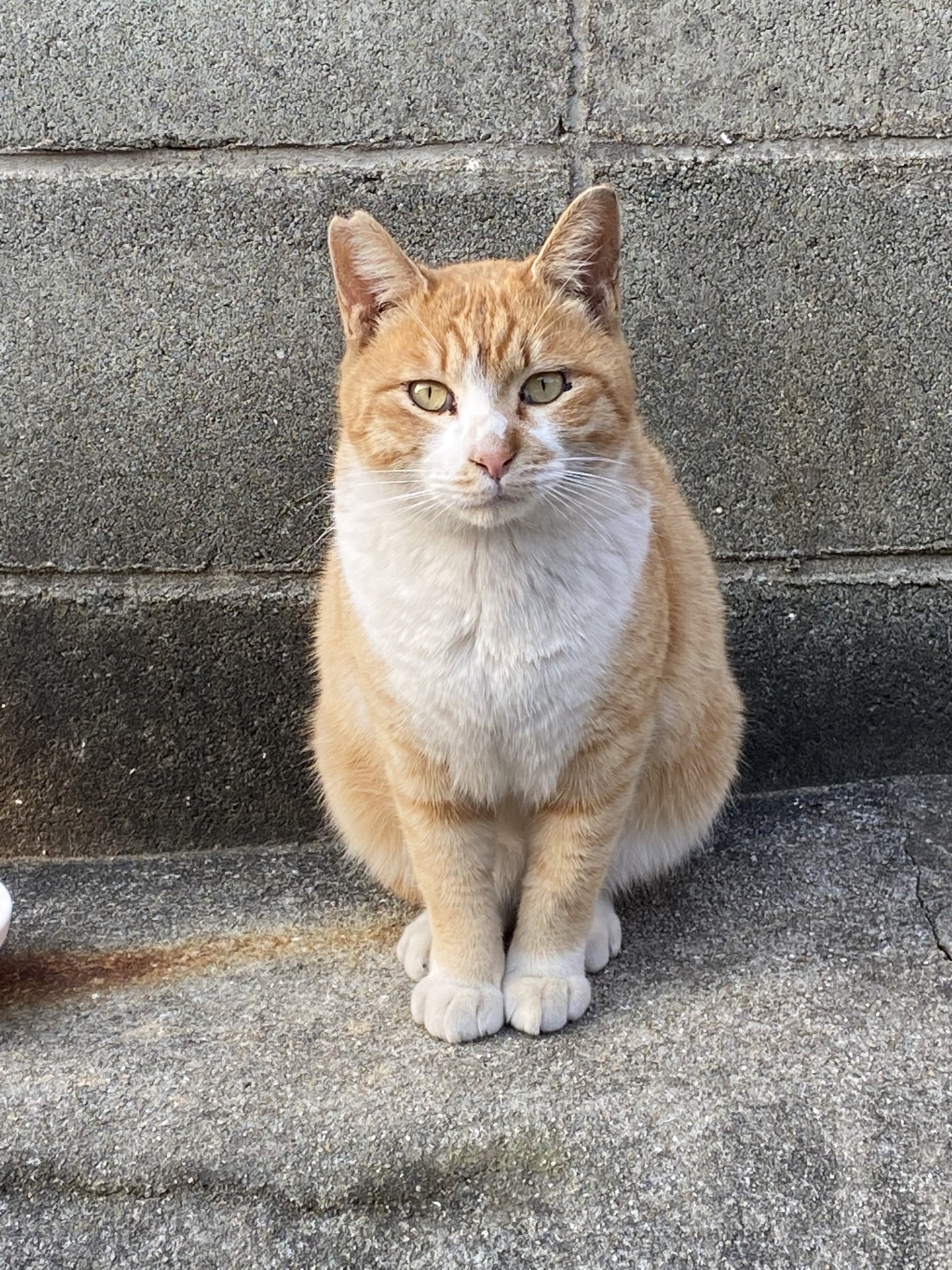 さよならは言わないよ