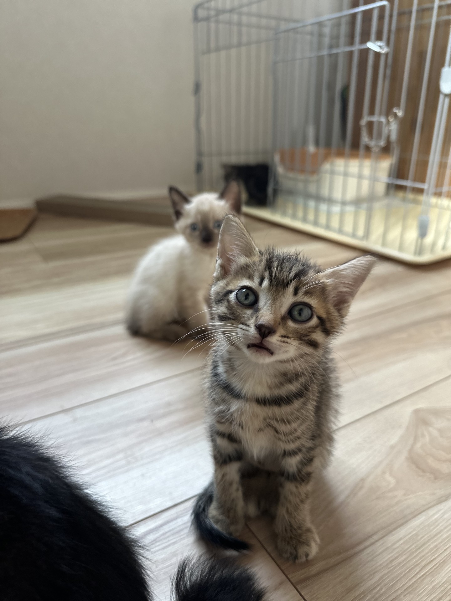 これからの猫生楽しみ