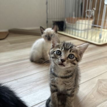 これからの猫生楽しみ