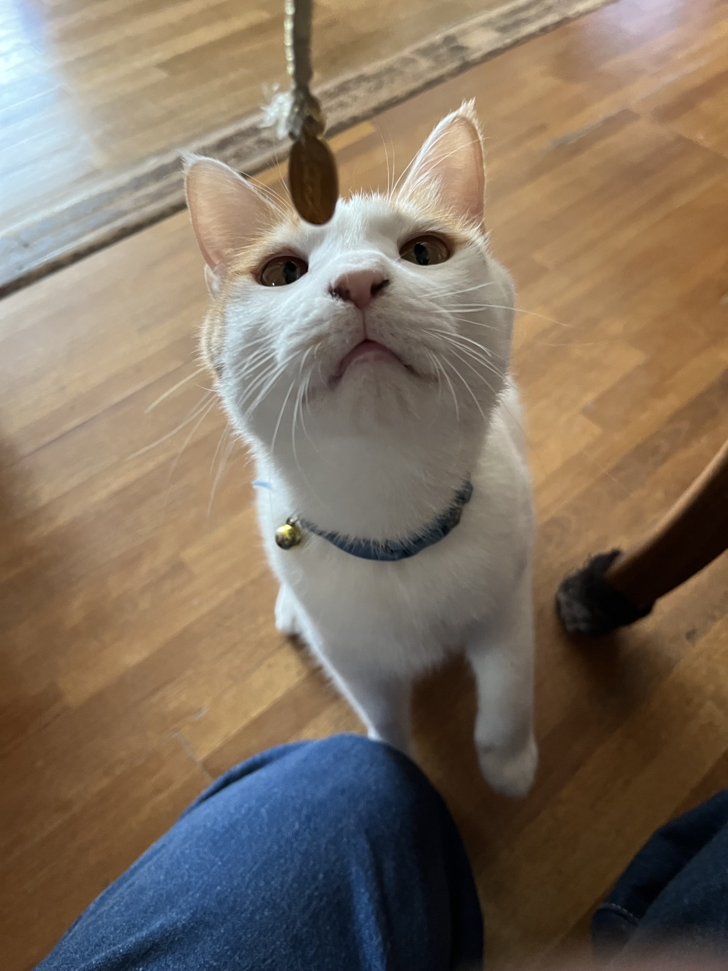 猫に小判にゃ
