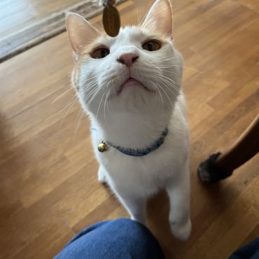 猫に小判にゃ