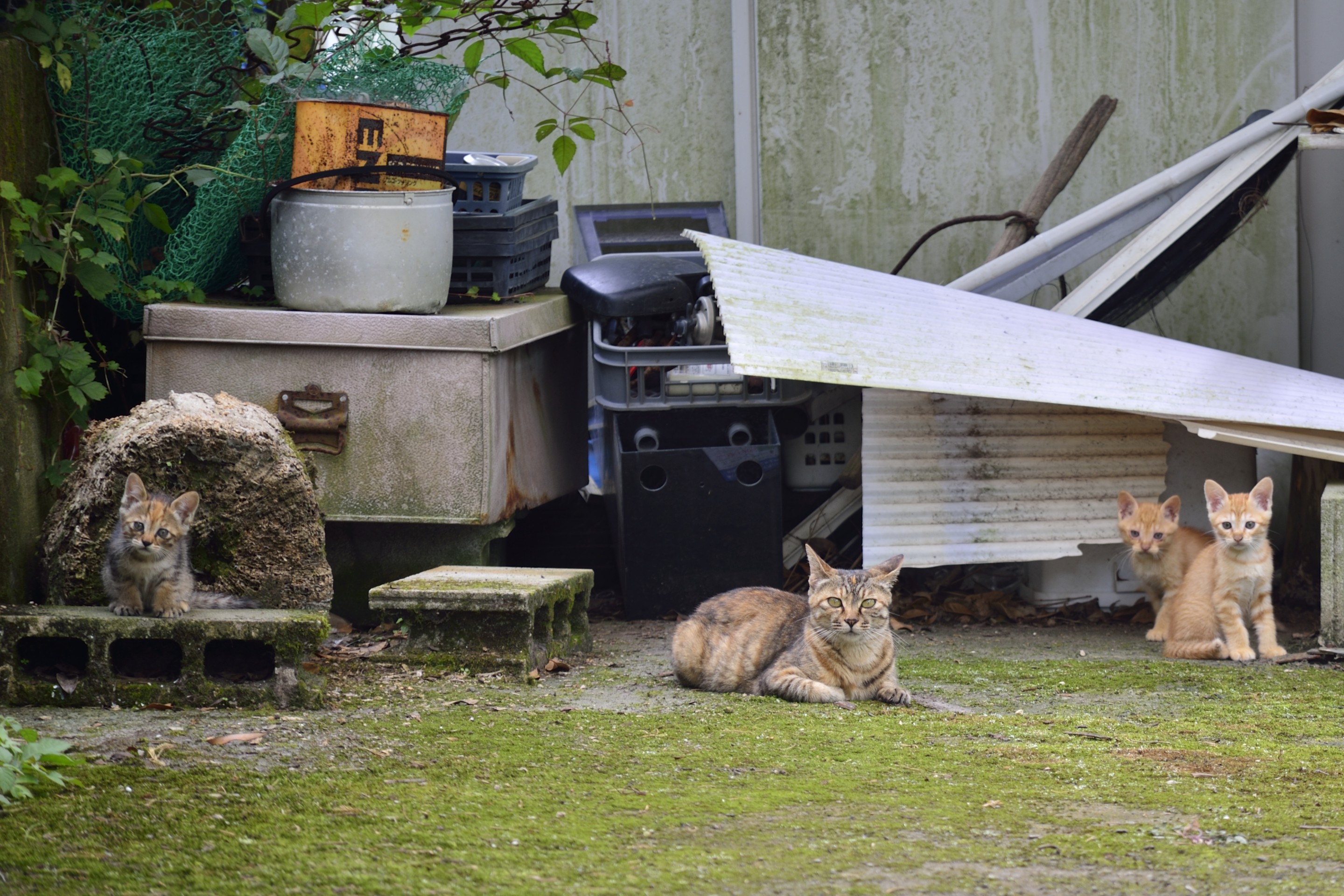 空き家に住む猫の親子