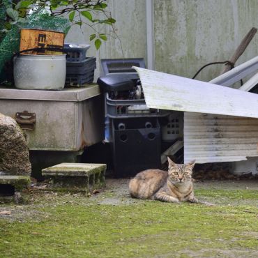 空き家に住む猫の親子