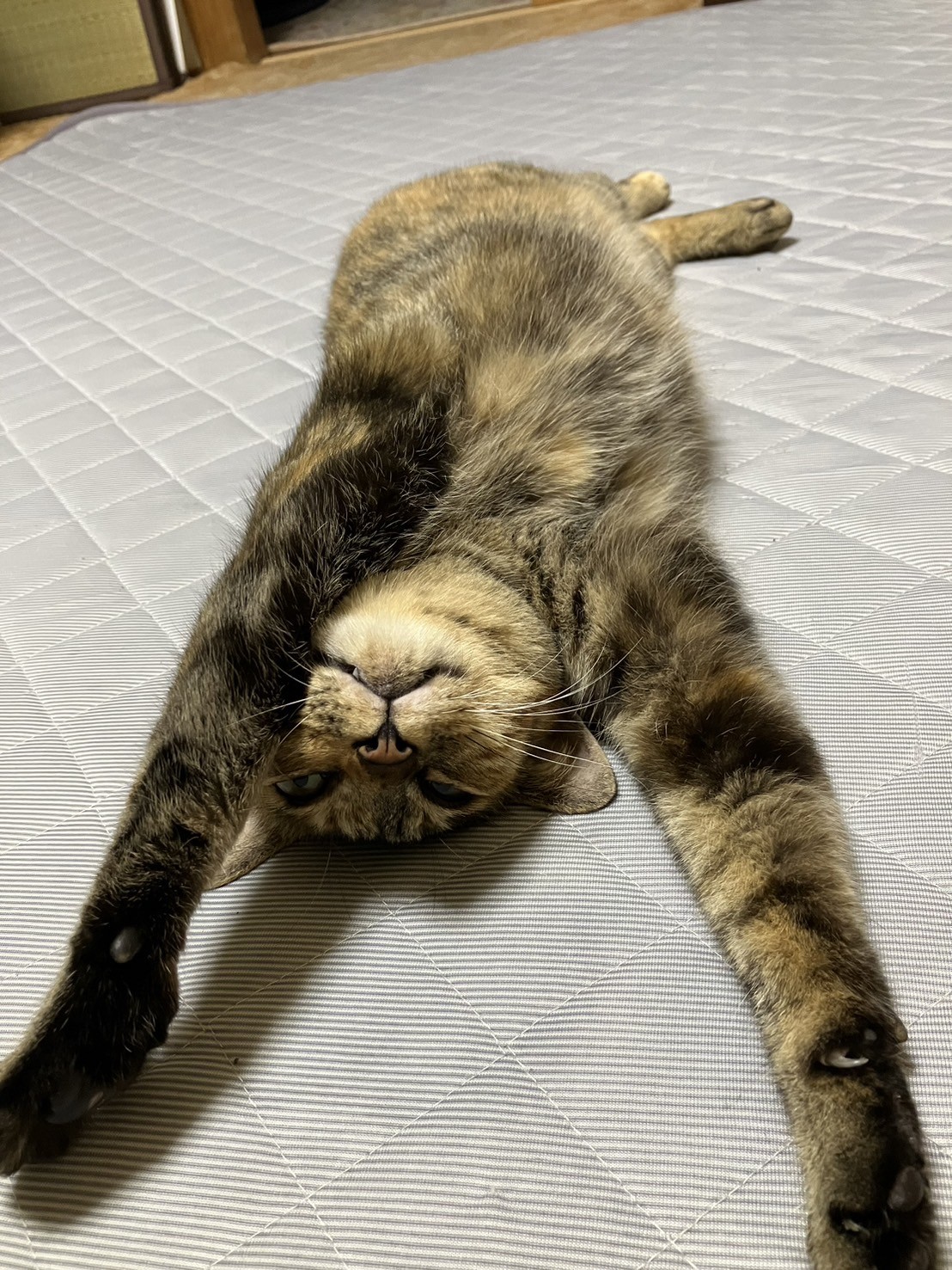 梅雨明けはいつにゃのか！