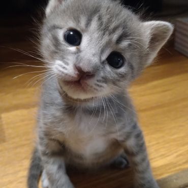 それおいちぃ？