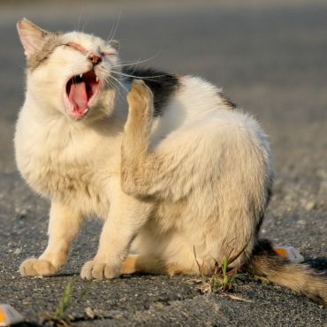 さくらねこ初日