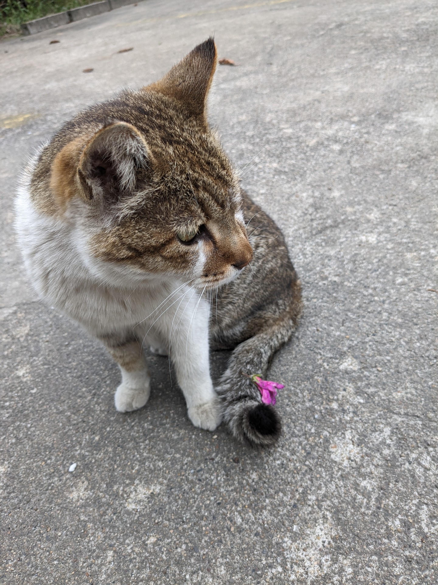 いつものお礼かな～お花💮〜ありがとう😻