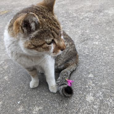 いつものお礼かな～お花💮〜ありがとう😻