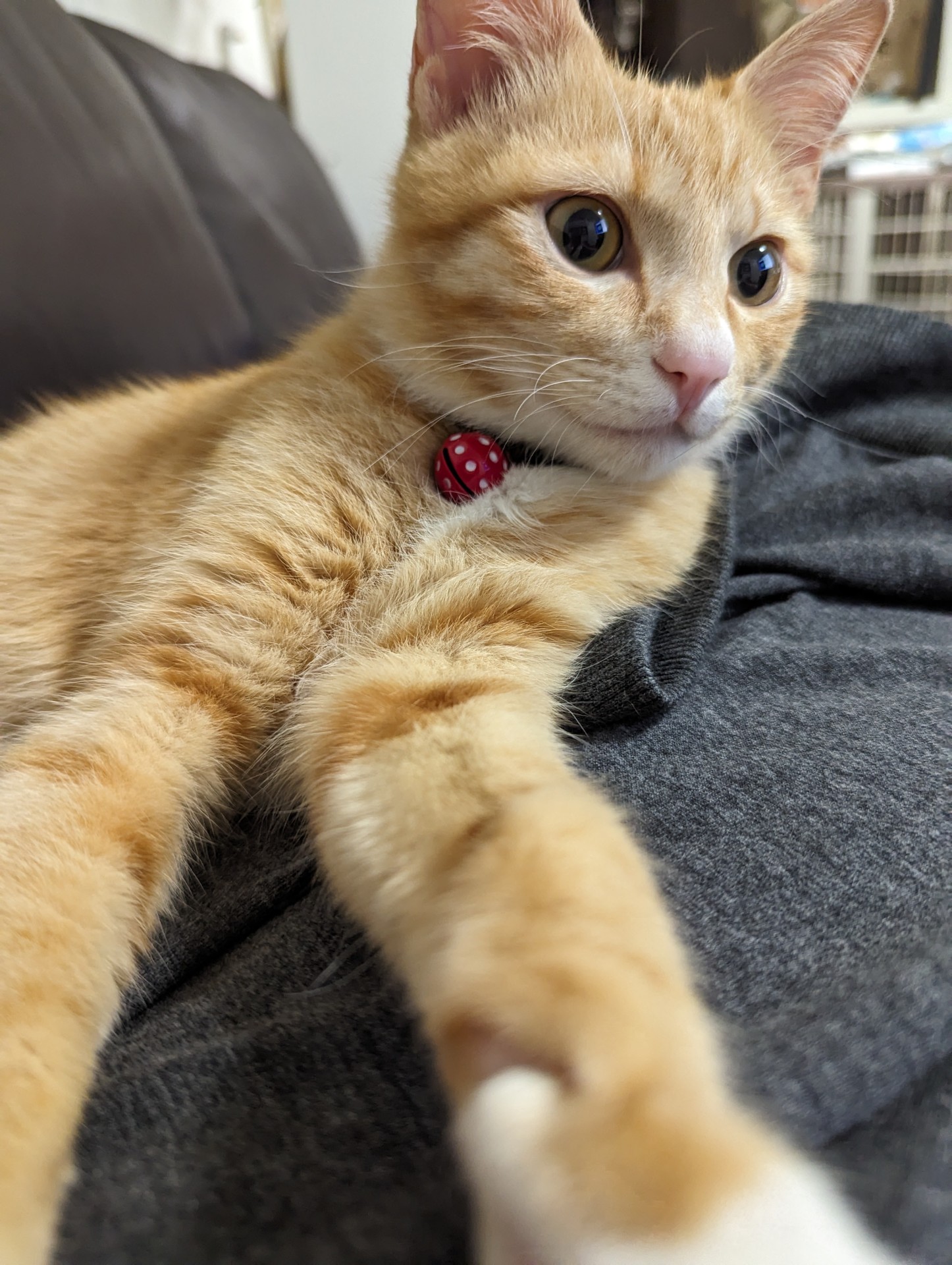 ママの横でくつろぐワトソン♥
