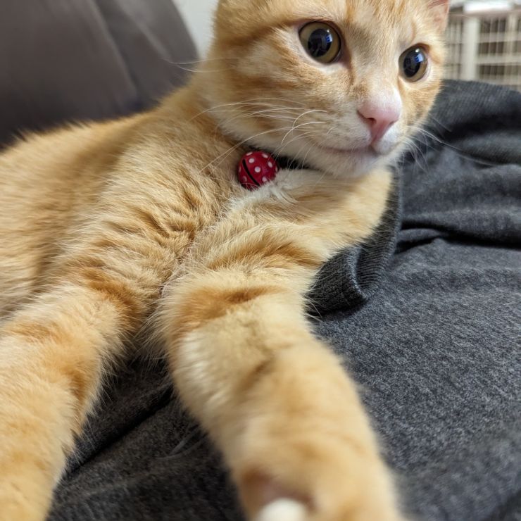 ママの横でくつろぐワトソン♥