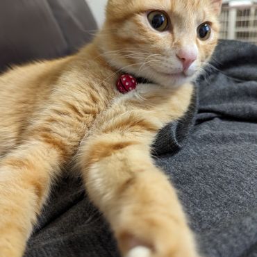 ママの横でくつろぐワトソン♥