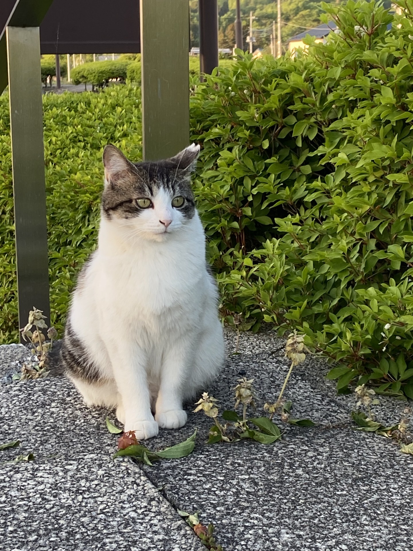 さくらねこぷっくりはなちゃん