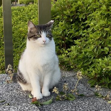さくらねこぷっくりはなちゃん