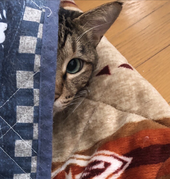 僕は桜猫、今は幸せな家猫にゃ〜。