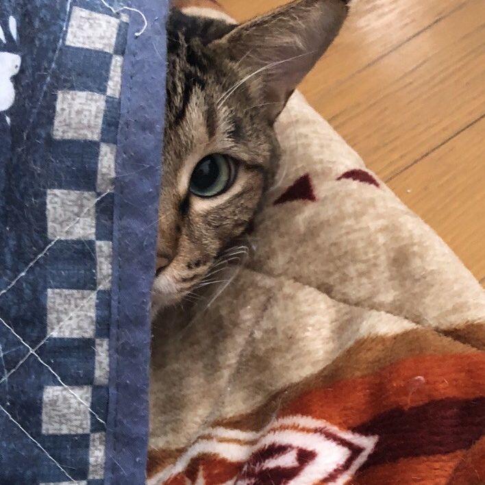 僕は桜猫、今は幸せな家猫にゃ〜。