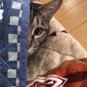 僕は桜猫、今は幸せな家猫にゃ〜。