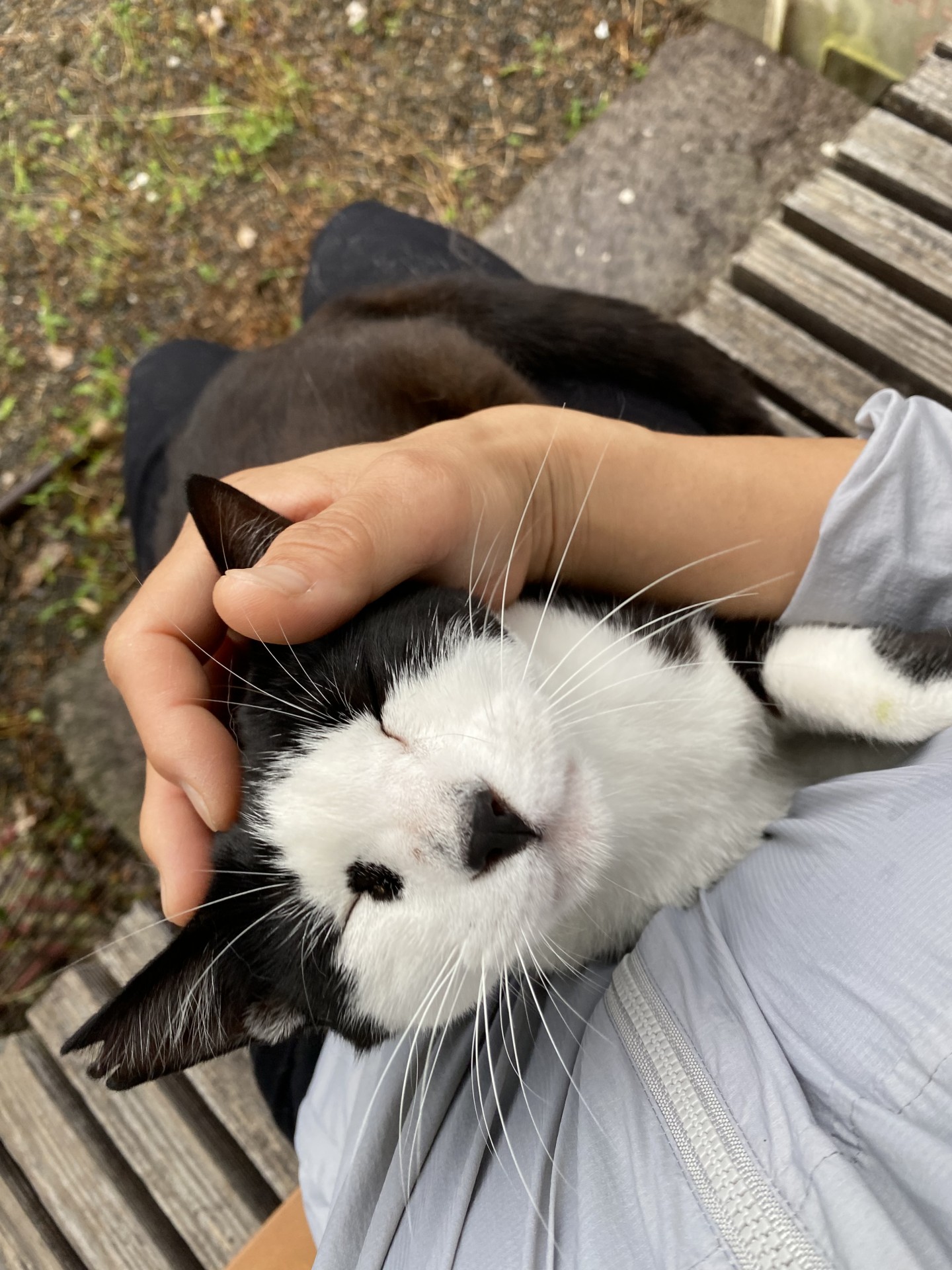なでしこです。