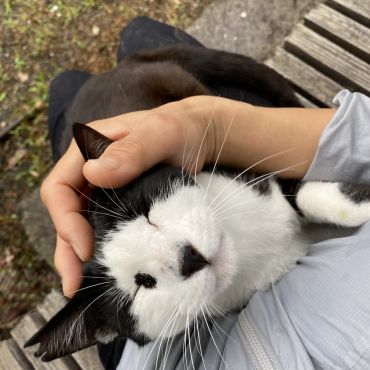 なでしこです。