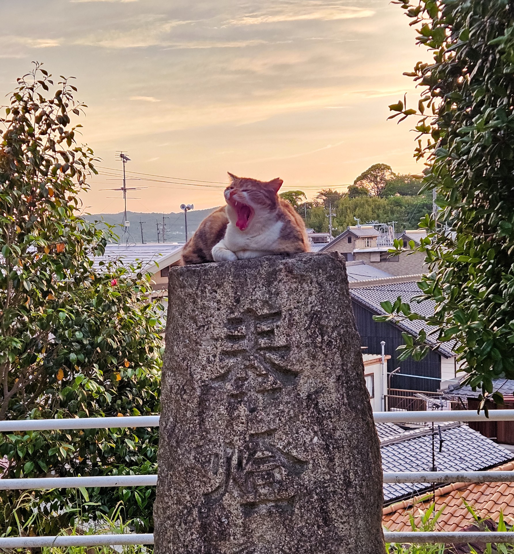 おおあくび