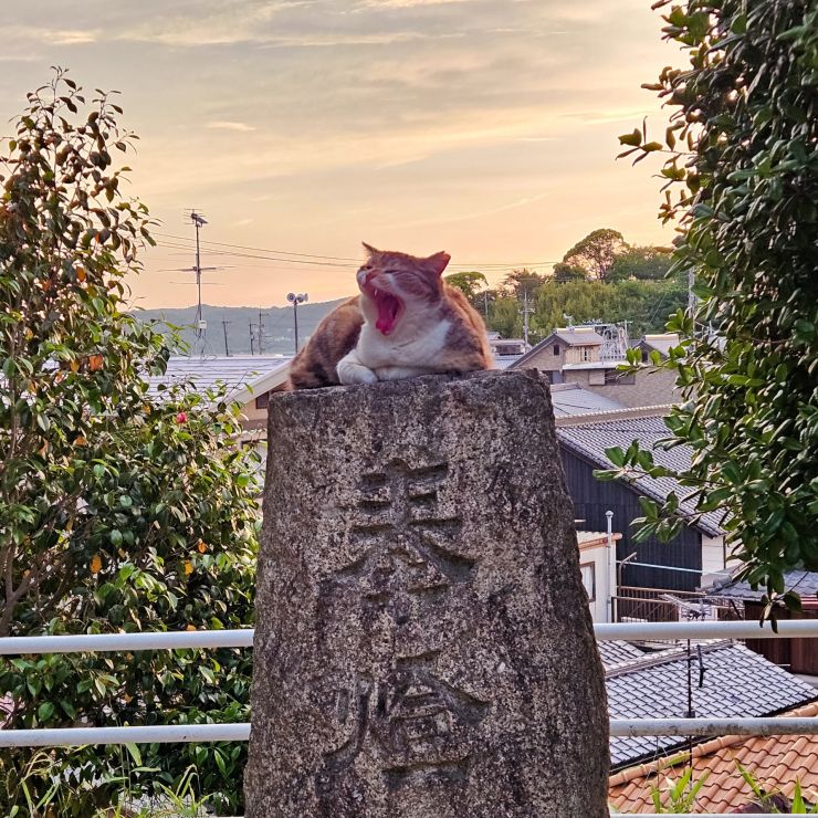 おおあくび