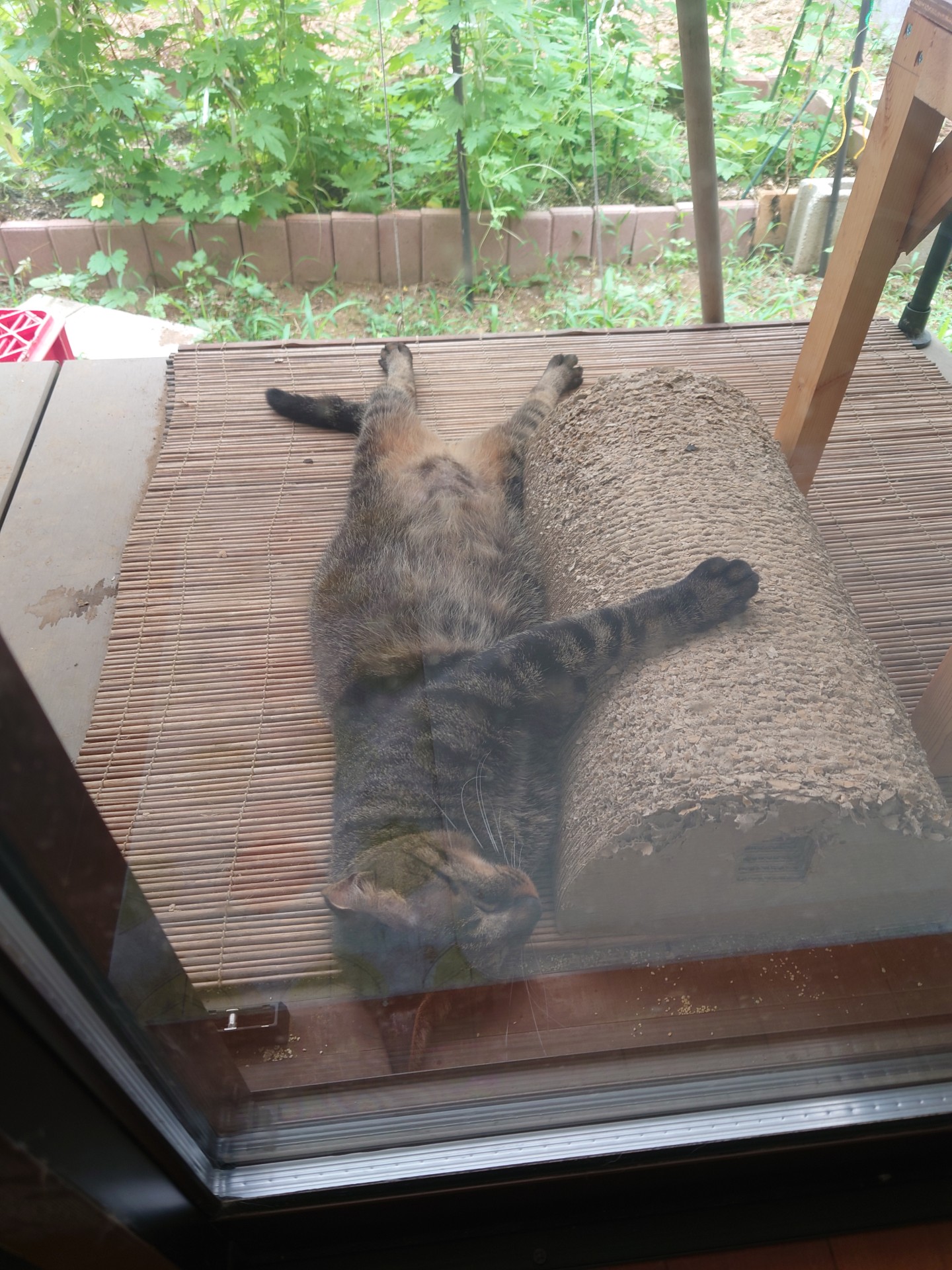 警戒心が無さすぎるさくらねこ