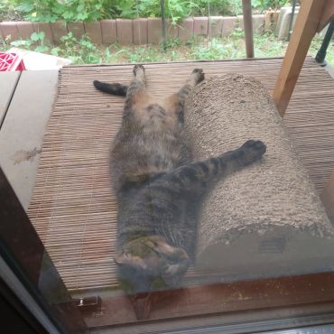 警戒心が無さすぎるさくらねこ