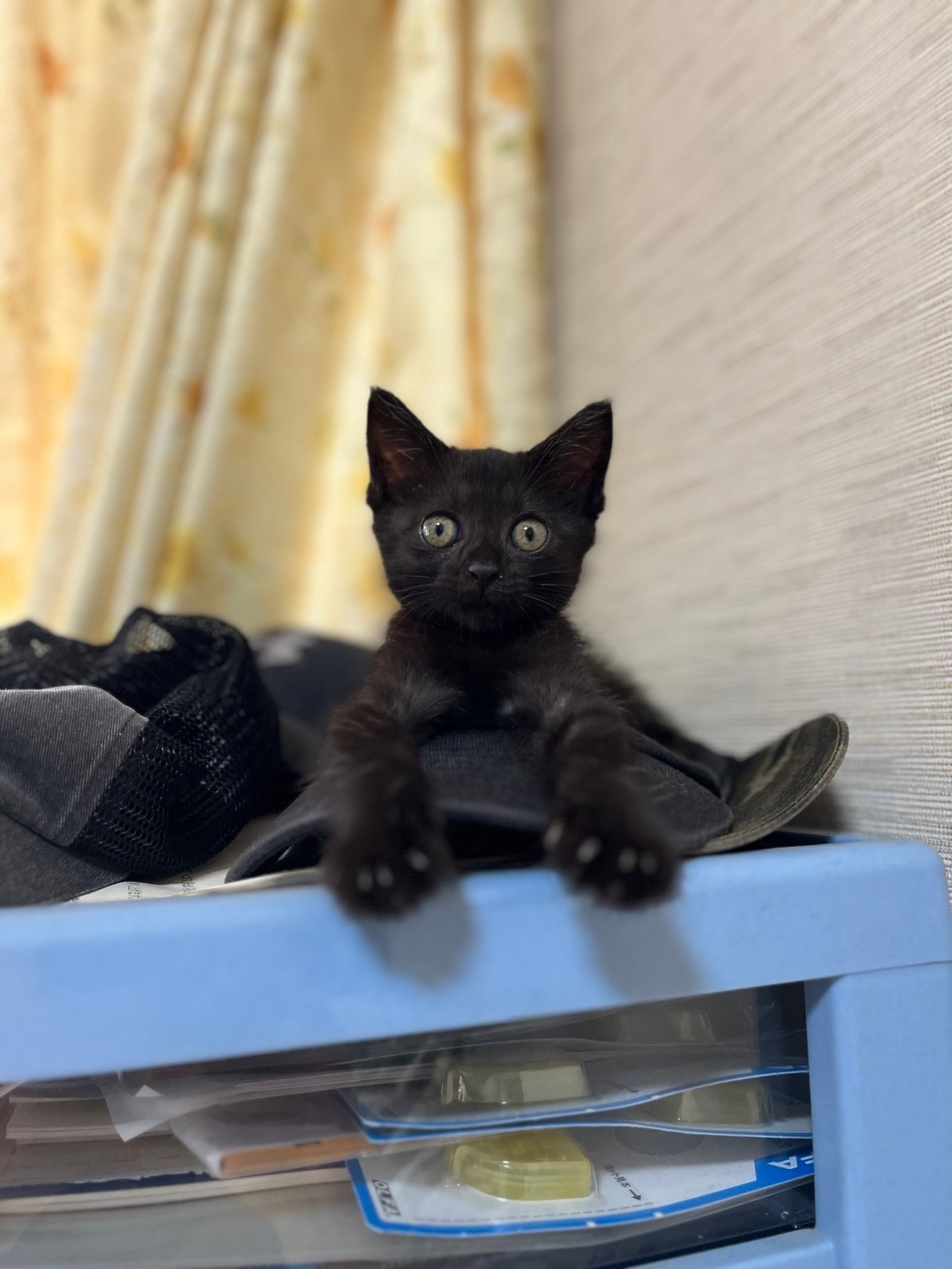 ボロボロだった子猫