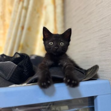 ボロボロだった子猫