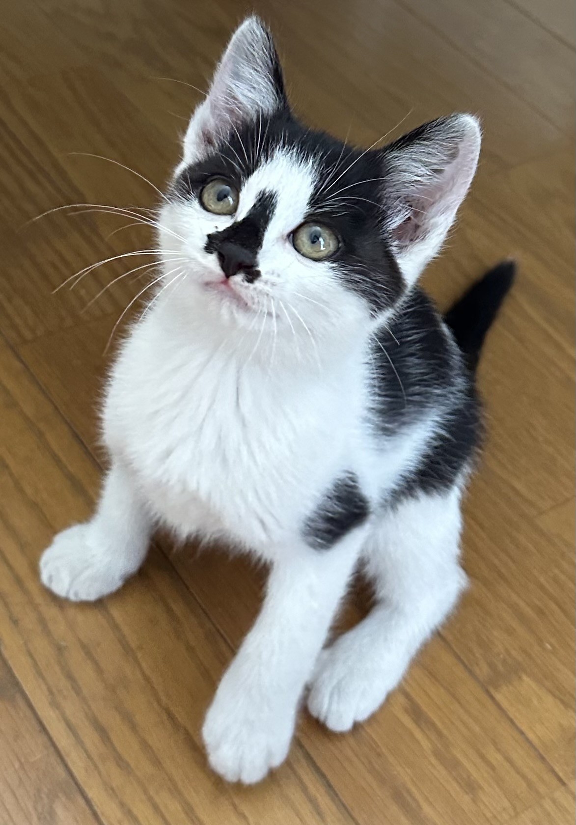 いのちつないだ！！
