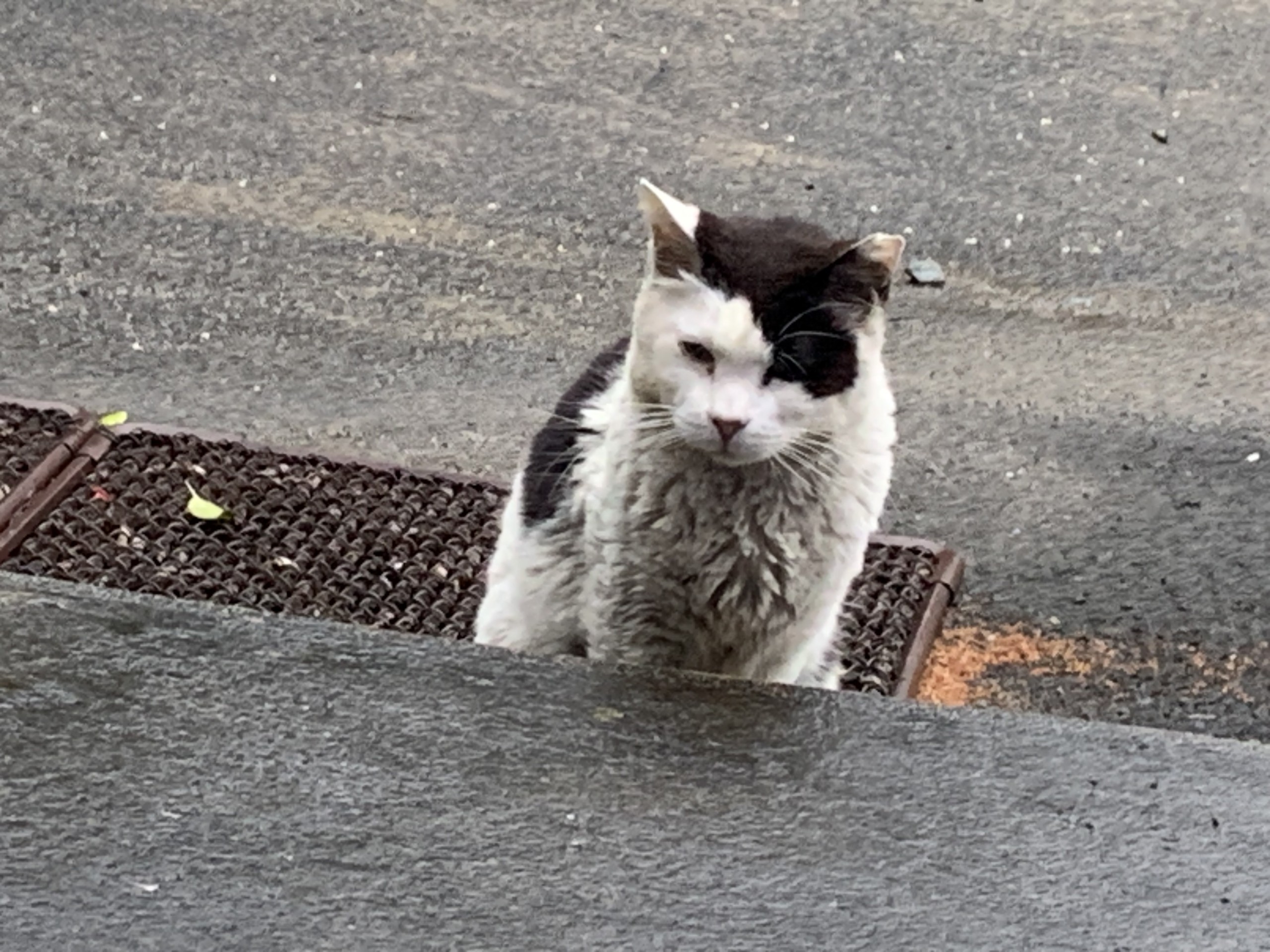 ママがんばれ