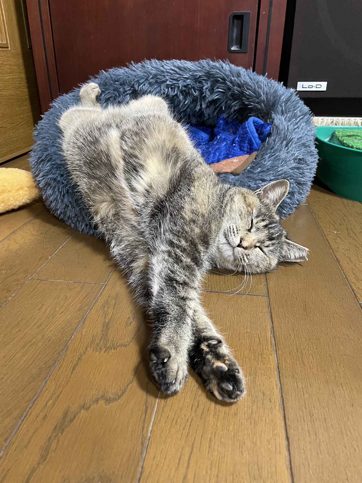 しあわせニャンコの仲間入りだにゃ〜