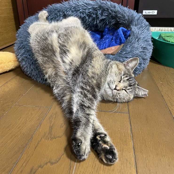 しあわせニャンコの仲間入りだにゃ〜