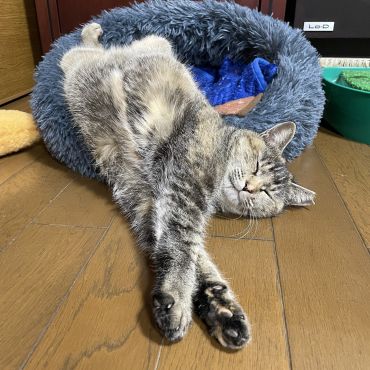 しあわせニャンコの仲間入りだにゃ〜