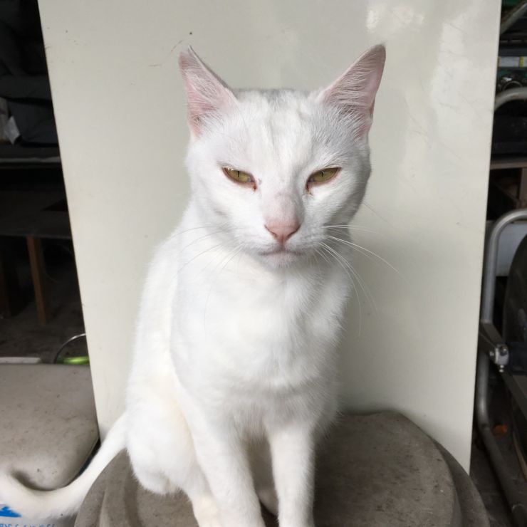 男前？