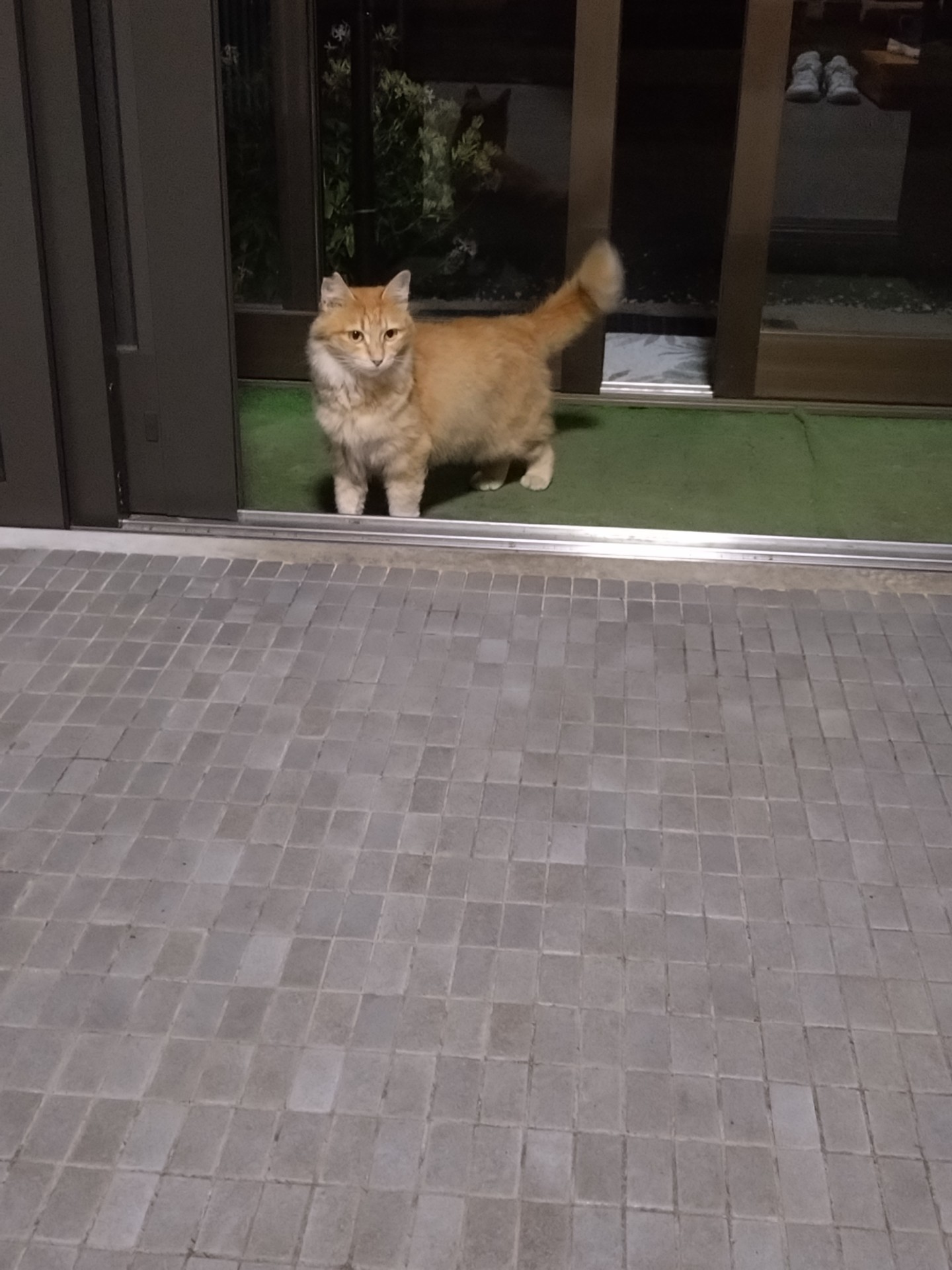 お邪魔しますにゃ