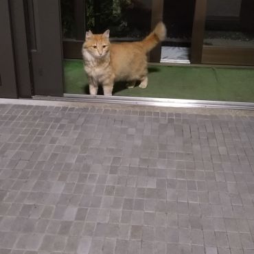 お邪魔しますにゃ