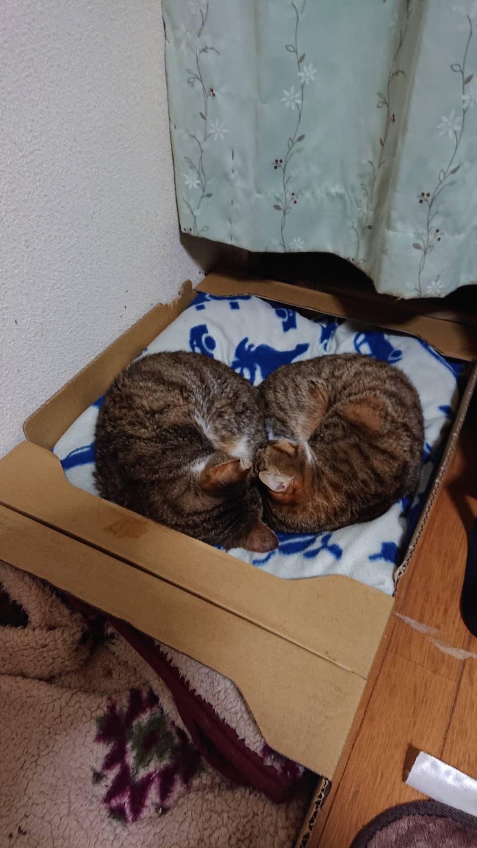 2にゃんは仲良し